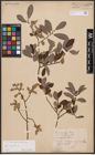 Foto von Salix aurita L.